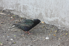 Sturnus vulgaris