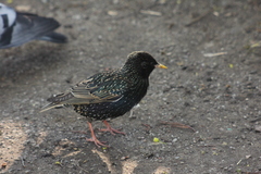 Sturnus vulgaris