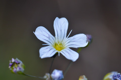 Gypsophila elegans