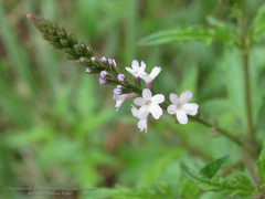 Verbena menthifolia