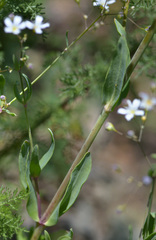 Gypsophila elegans