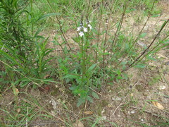 Verbena menthifolia