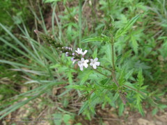 Verbena menthifolia