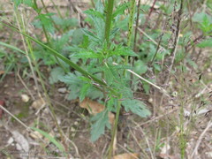Verbena menthifolia