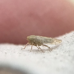 Neoaliturus tenellus