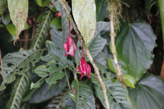 Drymonia conchocalyx