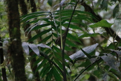 Basileuterus melanotis