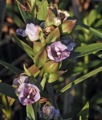 Angelonia integerrima