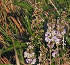 Angelonia integerrima