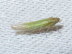 Dikraneura angustata
