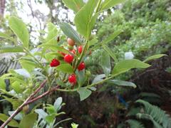 Vaccinium calycinum