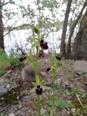 Ophrys sphegodes atrata