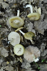Entoloma clypeatum