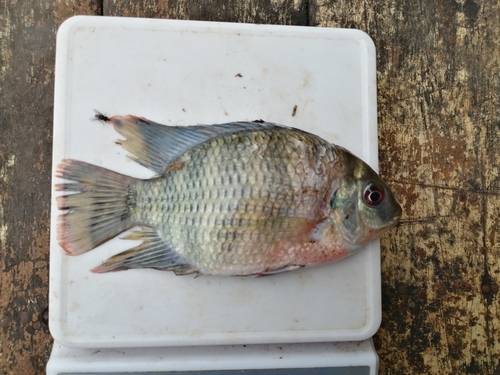 Spotted Tilapia