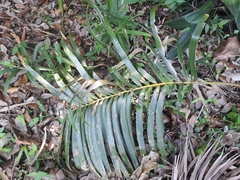 Zamia loddigesii