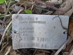 Zamia loddigesii