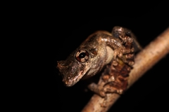 Scinax constrictus