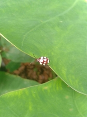 Stiretrus decemguttatus