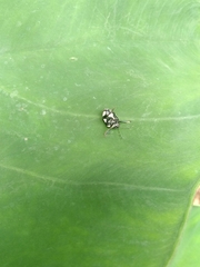 Stiretrus decemguttatus