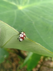 Stiretrus decemguttatus