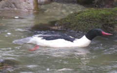 Mergus merganser