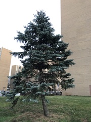 Picea