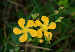 Hypericum connatum