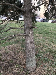 Picea