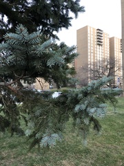 Picea
