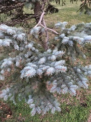 Picea