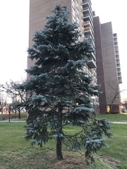 Picea