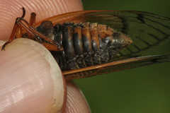 Magicicada cassinii