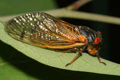 Magicicada cassinii