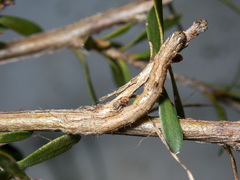 Euphronarcha luxaria