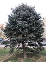 Picea