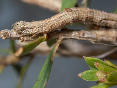 Euphronarcha luxaria