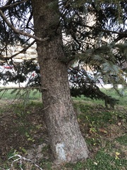 Picea