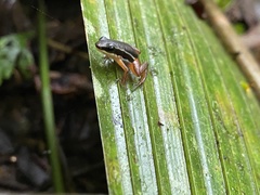 Silverstoneia flotator