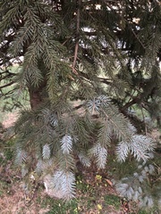 Picea
