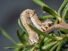 Euphronarcha luxaria