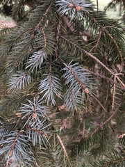 Picea