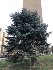 Picea