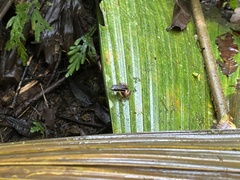 Silverstoneia flotator