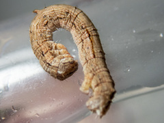 Euphronarcha luxaria