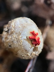 Calostoma ravenelii ravenelii