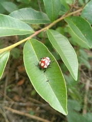 Stiretrus decemguttatus