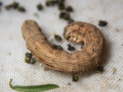 Euphronarcha luxaria