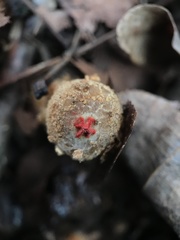 Calostoma ravenelii ravenelii