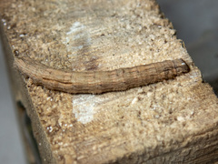 Euphronarcha luxaria