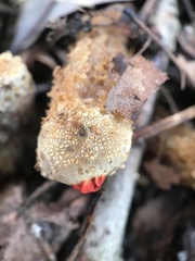 Calostoma ravenelii ravenelii